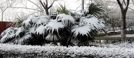 厂区雪景5